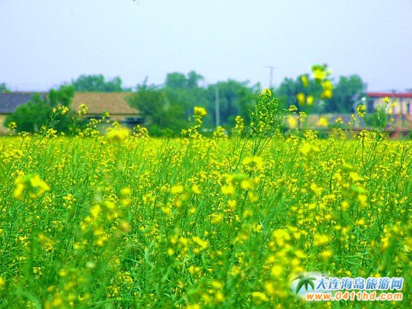 2016大連油菜花節(jié)