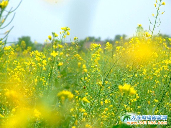 2016大連油菜花節(jié)