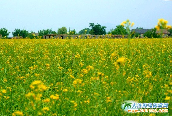 2016大連油菜花節(jié)