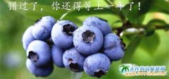 大連疆森黑果藍莓采摘園,最美鄉村里的藍莓園