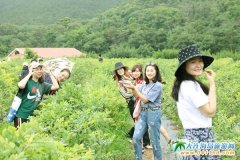 十二家金普藍莓園為大連藍莓采摘季助興