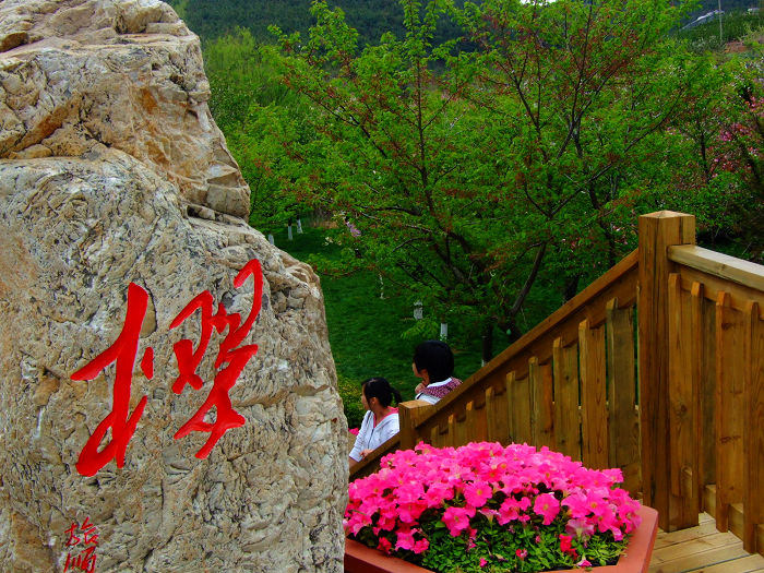 2021大連（旅順）櫻花節